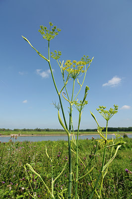 BUITEN BEELD Foto: 133737