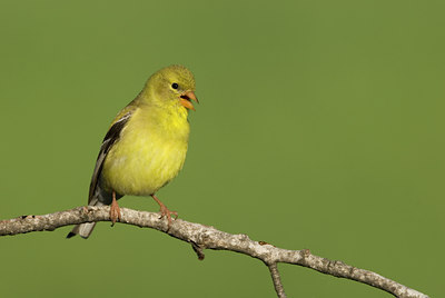 BUITEN BEELD Foto: 133745