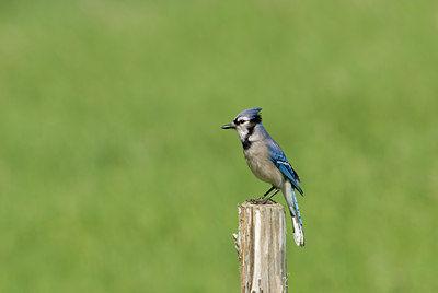 BUITEN BEELD Foto: 133753