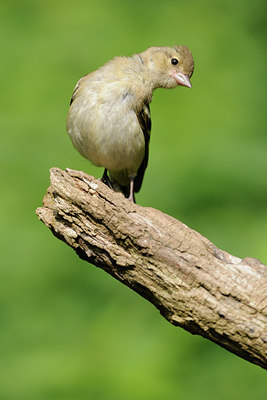 BUITEN BEELD Foto: 133776