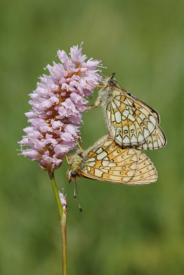 BUITEN BEELD Foto: 133789