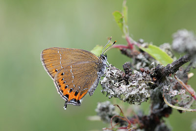 BUITEN BEELD Foto: 133792