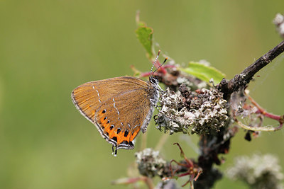 BUITEN BEELD Foto: 133793