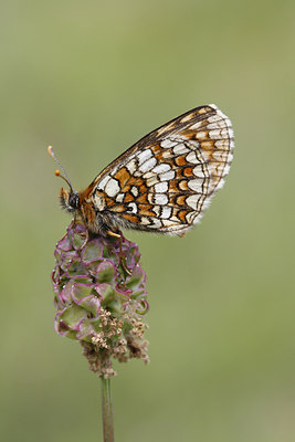 BUITEN BEELD Foto: 133794