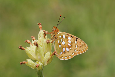 BUITEN BEELD Foto: 133795