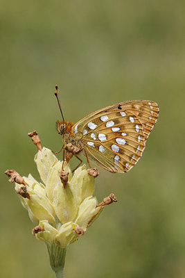 BUITEN BEELD Foto: 133797