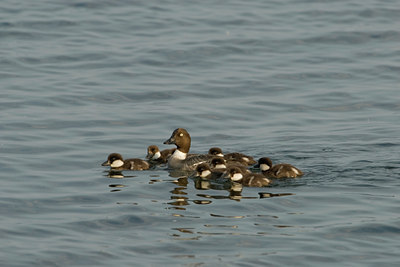 BUITEN BEELD Foto: 133802