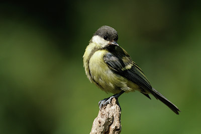 BUITEN BEELD Foto: 133838