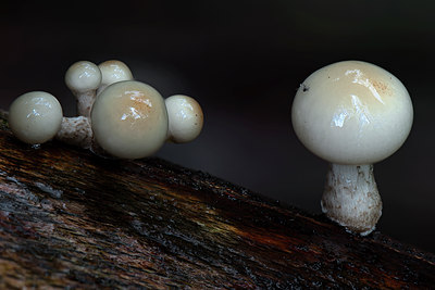 BUITEN BEELD Foto: 133866
