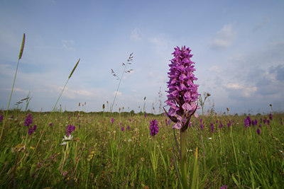 BUITEN BEELD Foto: 133875