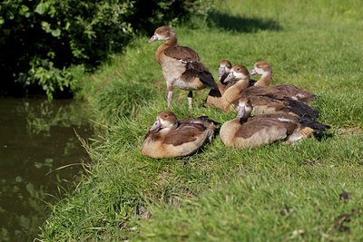 BUITEN BEELD Foto: 133876