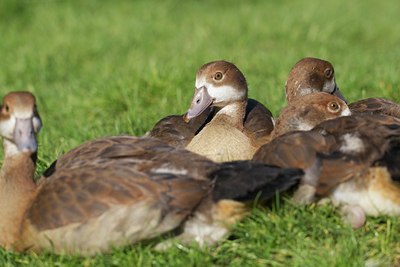 BUITEN BEELD Foto: 133878