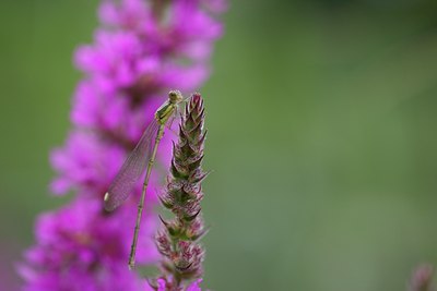 BUITEN BEELD Foto: 133887