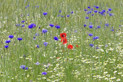 BUITEN BEELD Foto: 133910
