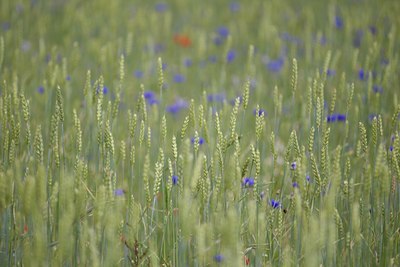 BUITEN BEELD Foto: 133919