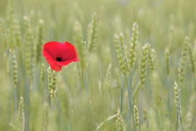 BUITEN BEELD Foto: 133922