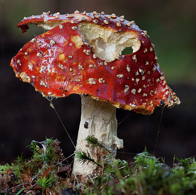 BUITEN BEELD Foto: 133980