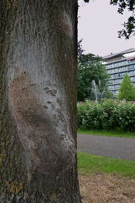 BUITEN BEELD Foto: 133988