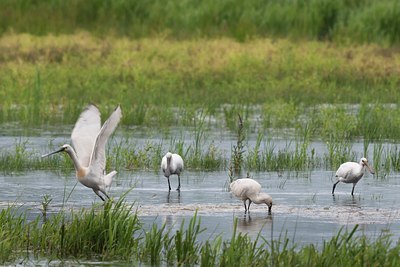 BUITEN BEELD Foto: 133993