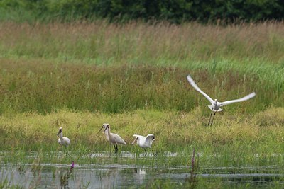 BUITEN BEELD Foto: 133996