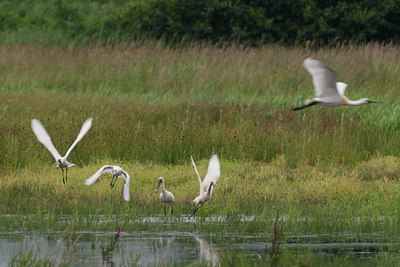 BUITEN BEELD Foto: 134001