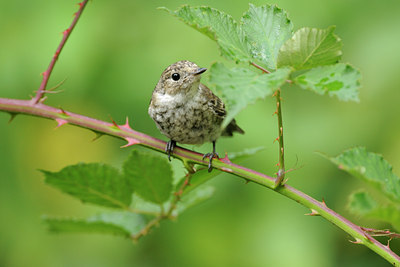 BUITEN BEELD Foto: 134005