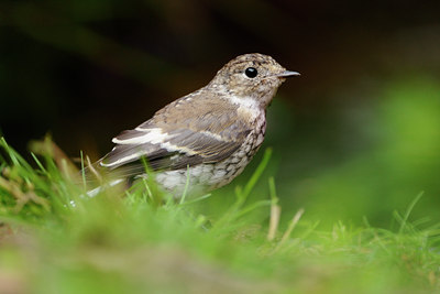 BUITEN BEELD Foto: 134007
