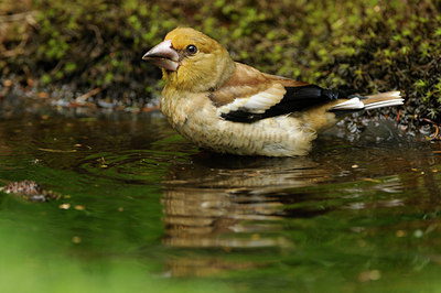 BUITEN BEELD Foto: 134014