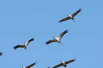 BUITEN BEELD Foto: 134061