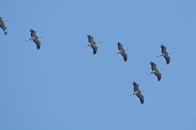 BUITEN BEELD Foto: 134064