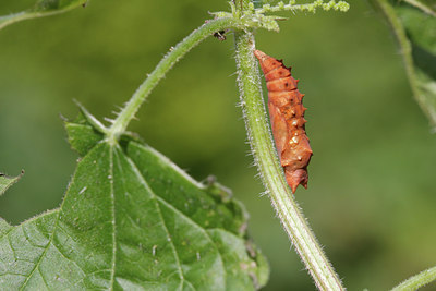 BUITEN BEELD Foto: 134076