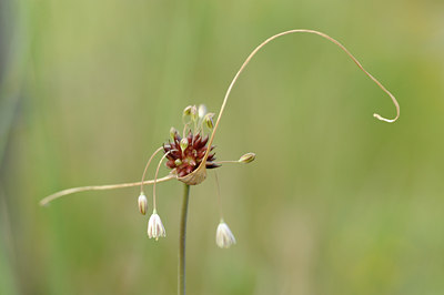 BUITEN BEELD Foto: 134078