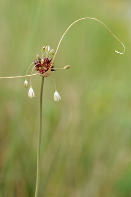 BUITEN BEELD Foto: 134079