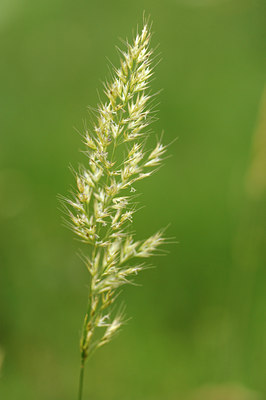 BUITEN BEELD Foto: 134083
