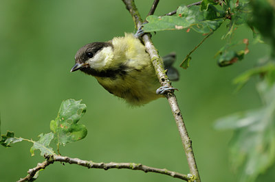 BUITEN BEELD Foto: 134124