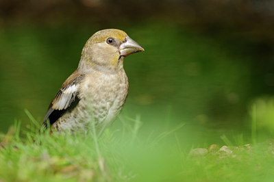 BUITEN BEELD Foto: 134125