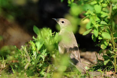 BUITEN BEELD Foto: 134134