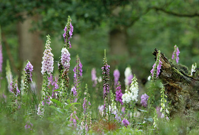 BUITEN BEELD Foto: 134142