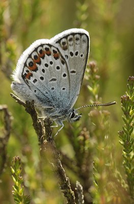 BUITEN BEELD Foto: 134165