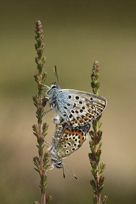 BUITEN BEELD Foto: 134167