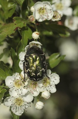 BUITEN BEELD Foto: 134174