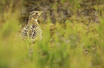 BUITEN BEELD Foto: 134177