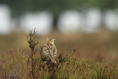 BUITEN BEELD Foto: 134183