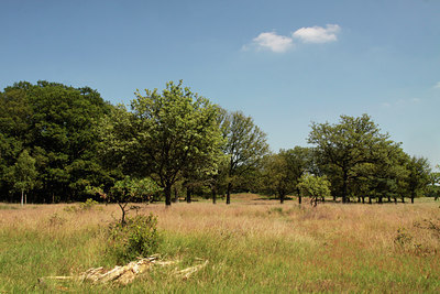 BUITEN BEELD Foto: 134186