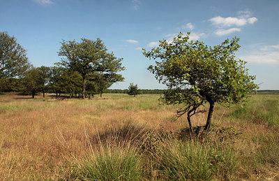 BUITEN BEELD Foto: 134187