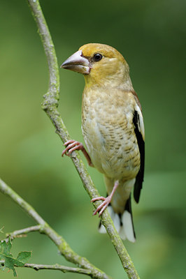 BUITEN BEELD Foto: 134202