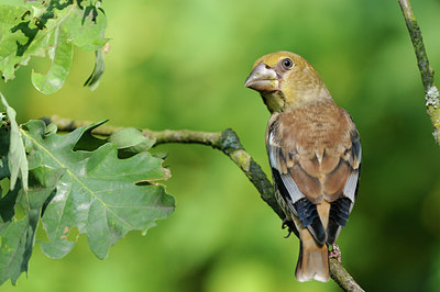 BUITEN BEELD Foto: 134210