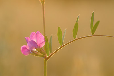 BUITEN BEELD Foto: 134254