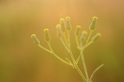 BUITEN BEELD Foto: 134255