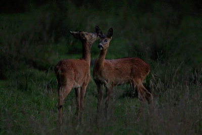 BUITEN BEELD Foto: 134263